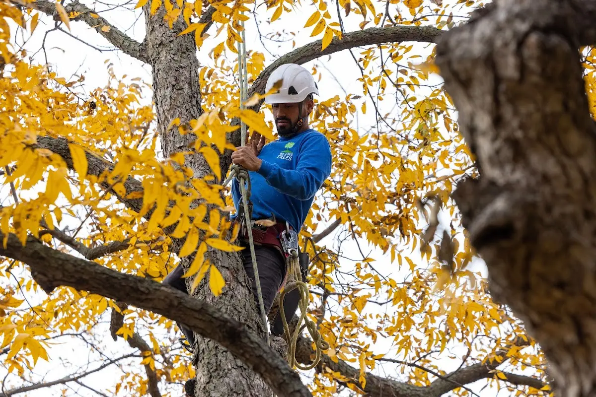 Skilled Storm Damage Cleanup crew working in Perrysville